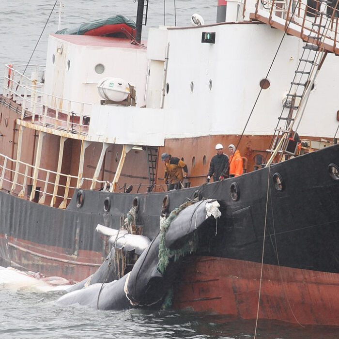Iceland issues whaling permits