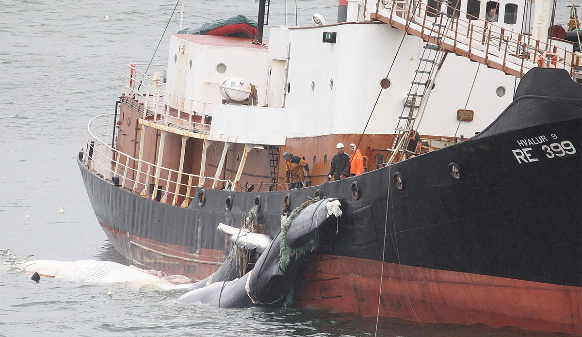 Iceland Issues Hunting Permits for 128 Endangered Fin Whales - Vimarsana News