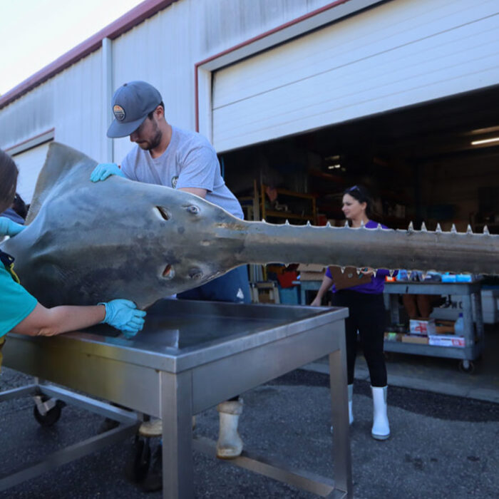 sawfish in Florida