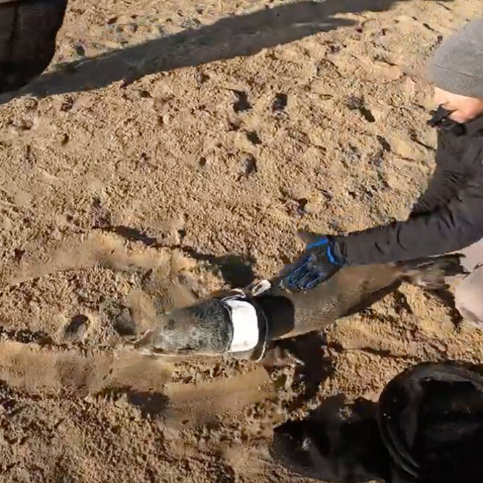 Seal stuck in Ralph Lauren hat