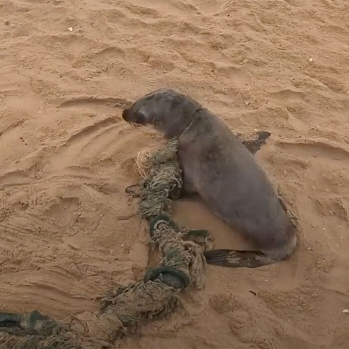 Baby seal in Namibia