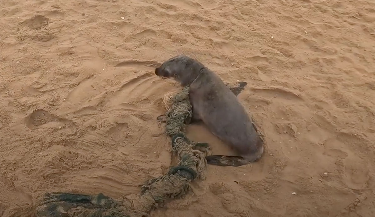 Baby Seal Rescued From Old Fishing Net Entanglement in Namibia