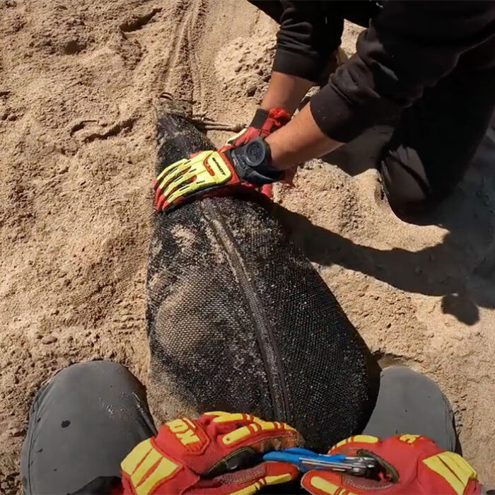Seal in Hazmat suit