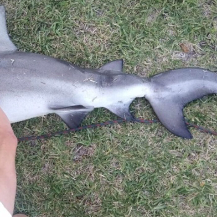 Florida fisherman catches bull shark