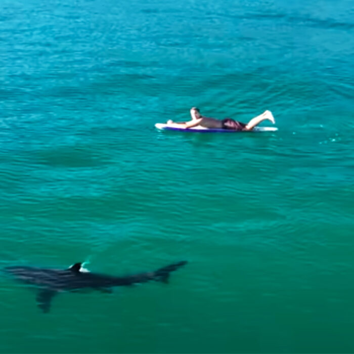 Southern California Surfers: Get Used to Seeing Great White Sharks