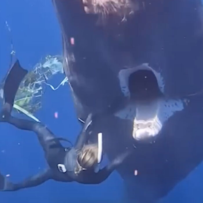 sperm whale asks diver for help