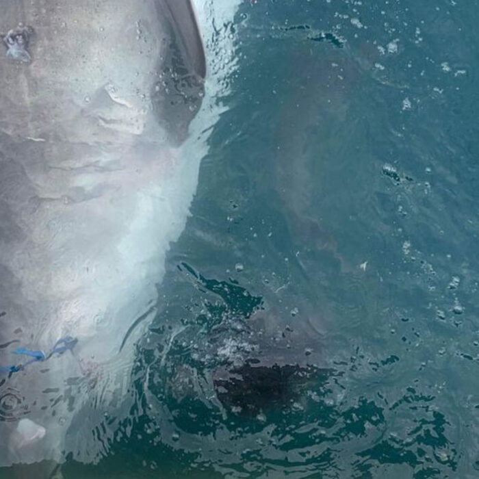 tiger shark