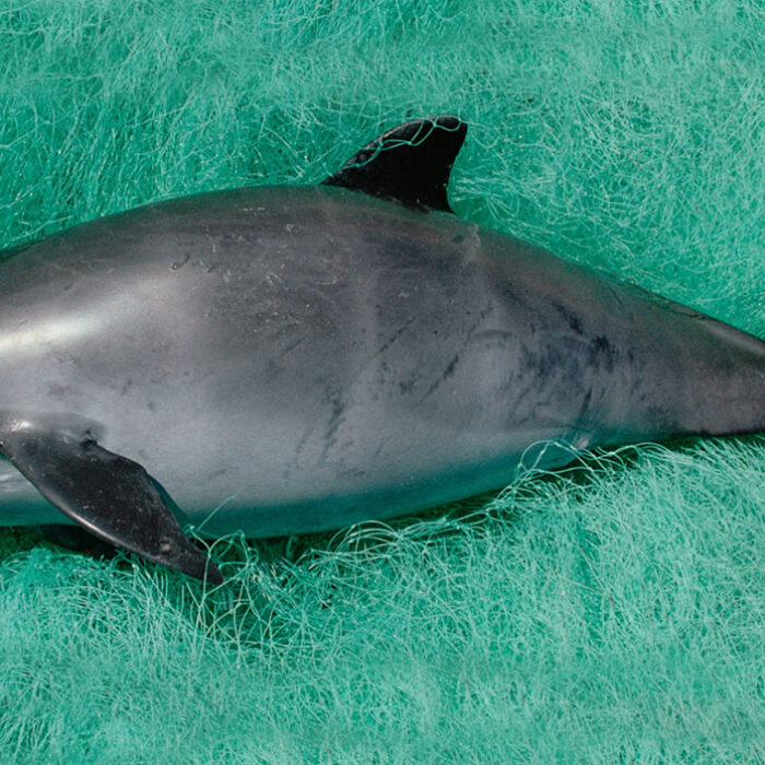 vaquita survey