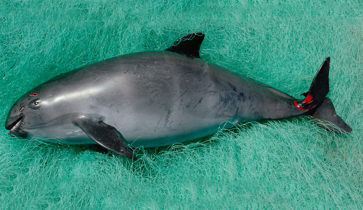 The Annual Vaquita Survey Results Are In, and the Numbers Are Frighteningly Low - Vimarsana News
