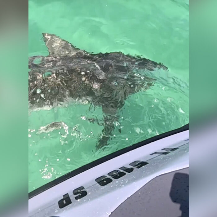 The encounter occurred just days after three Walton County swimmers were attacked by sharks. Photo: Andrew Cady // Facebook