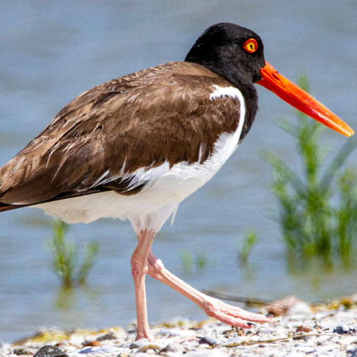 American Oystercatchers have been attacking lifesaving drones in New York. Photo: Joshua J. Cotten // Unsplash