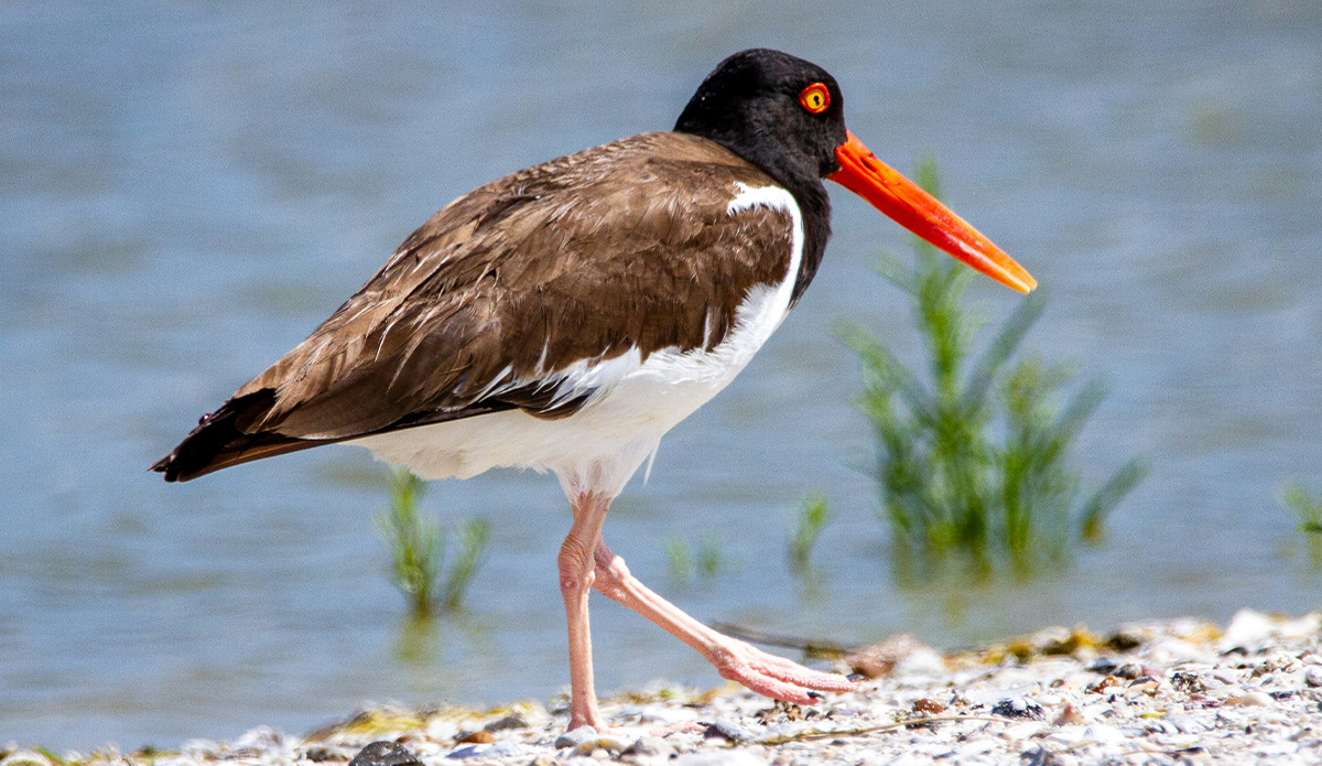 American Oystercatchers have been attacking lifesaving drones in New York. Photo: Joshua J. Cotten // Unsplash
