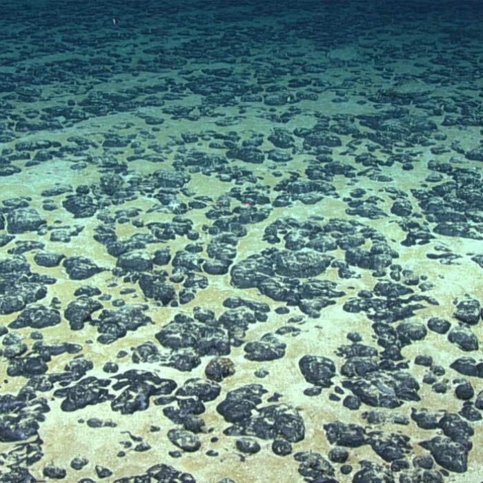 Polymetallic nodules on the ocean floor may be producing their own oxygen. Photo: NOAA Office of OER, 2019 Southeastern US Deep-sea Exploration