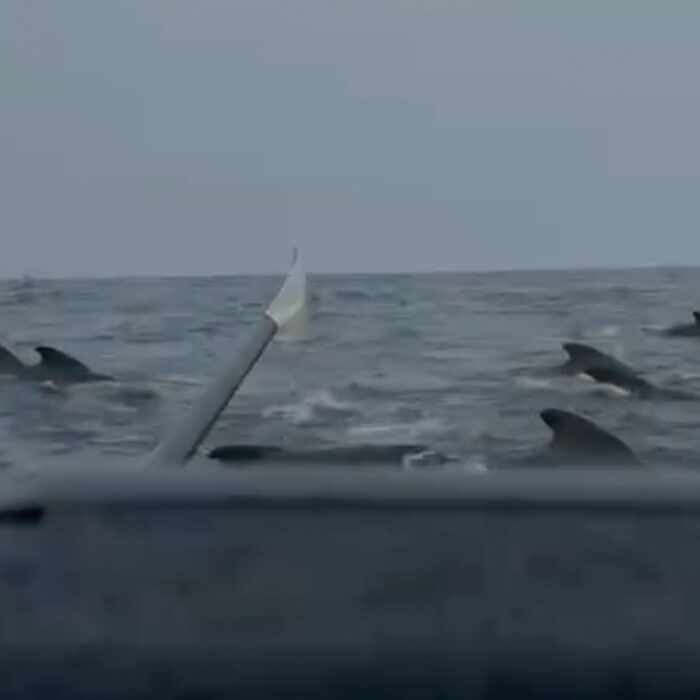 This pod of whales surrounded Tom Waddington on his solo crossing of the Atlantic. Photo: Tom Waddington // Instagram