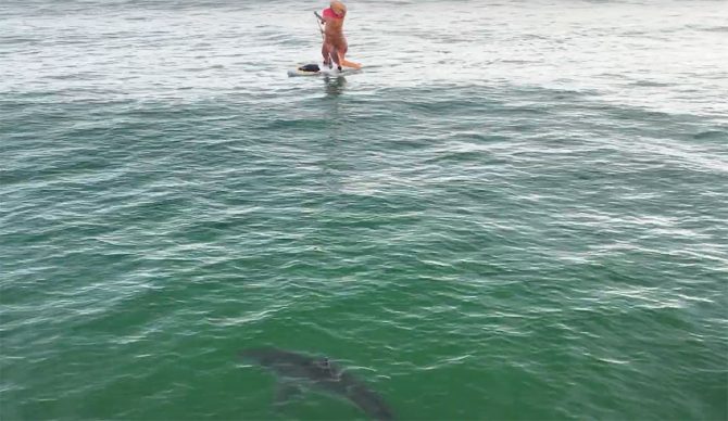 Great white shark near dinosaur paddleboarder.