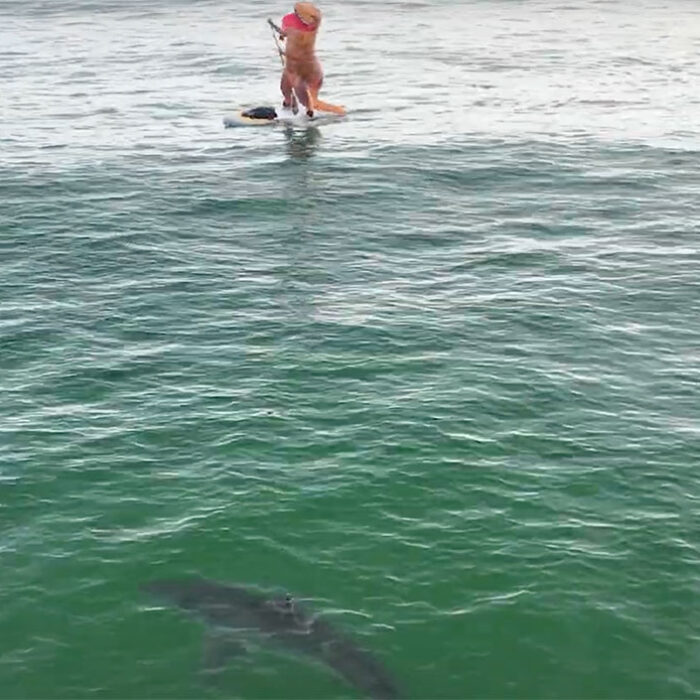 Great white shark near dinosaur paddleboarder.