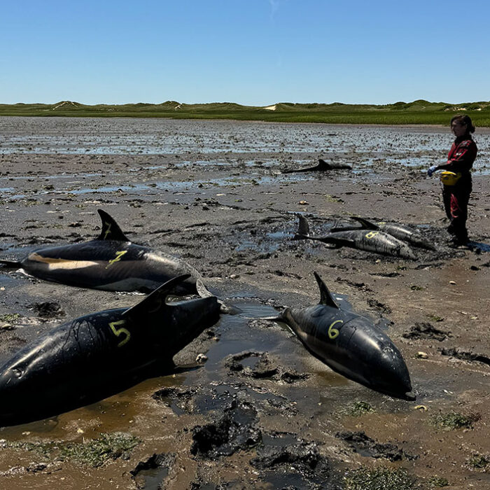 dolphin stranding on Cape Cod