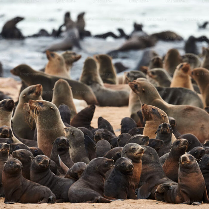fur seal population