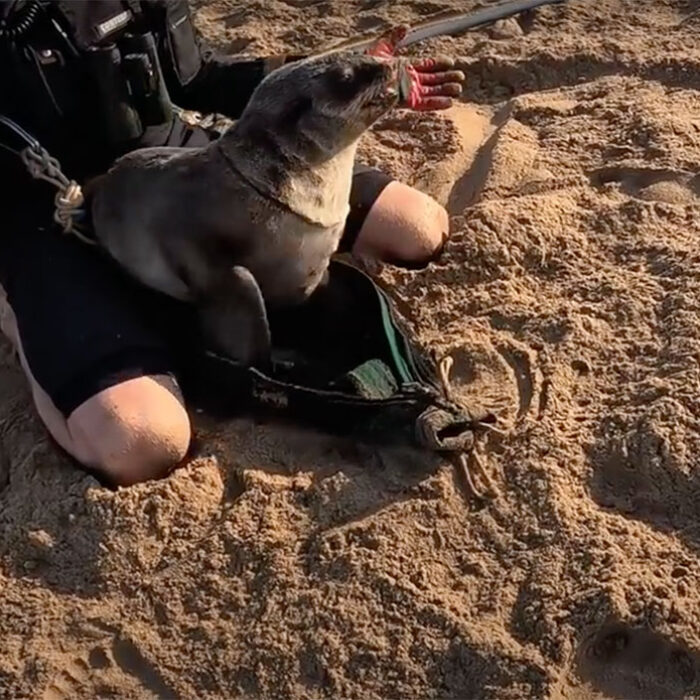 Fur seal in Namibia