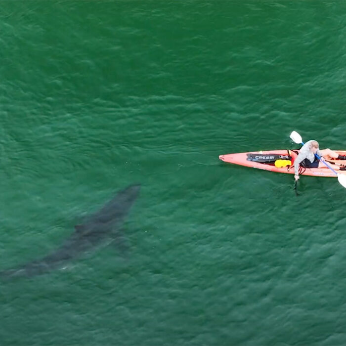 great white shark