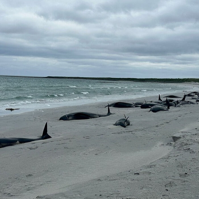 pilot whales mass stranding