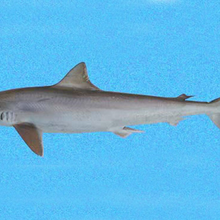 cocaine shark