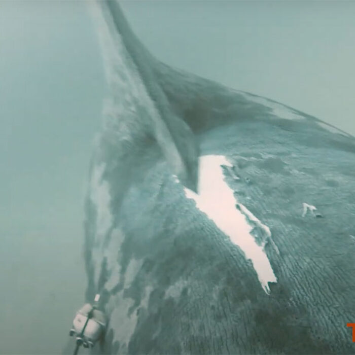 Basking shark boat strike