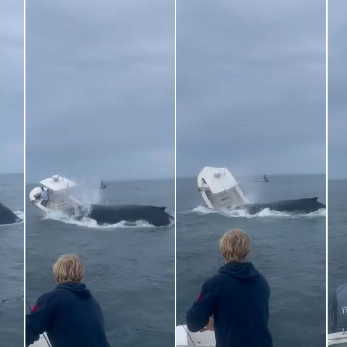humpback whale