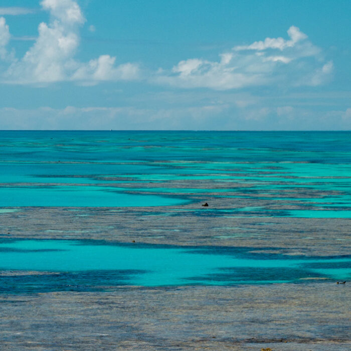 The great barrier reef is one of the worlds largest ecosystems. Photo: Nicolas Weldingh // Unsplash