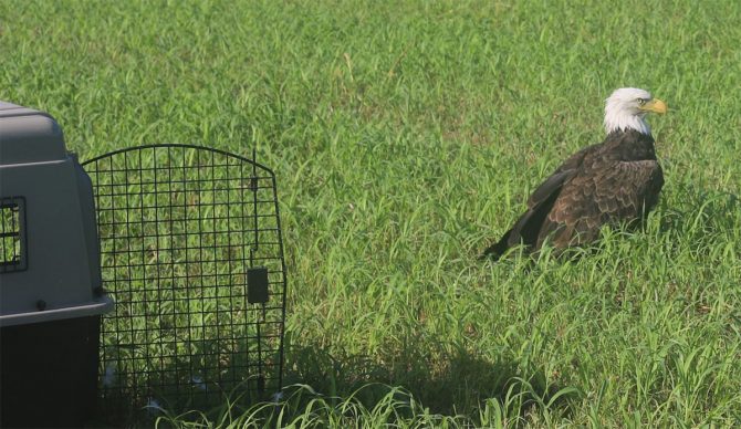 bald eagle release