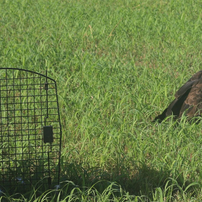 bald eagle release