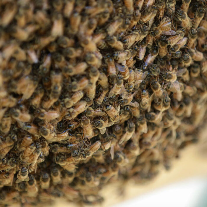 Joshua Tree bee swarms