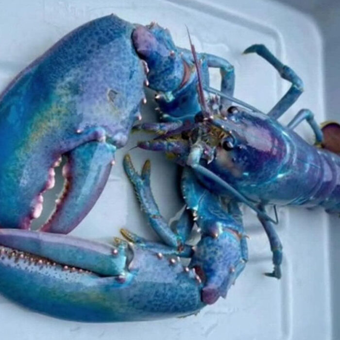 Cotton candy lobster