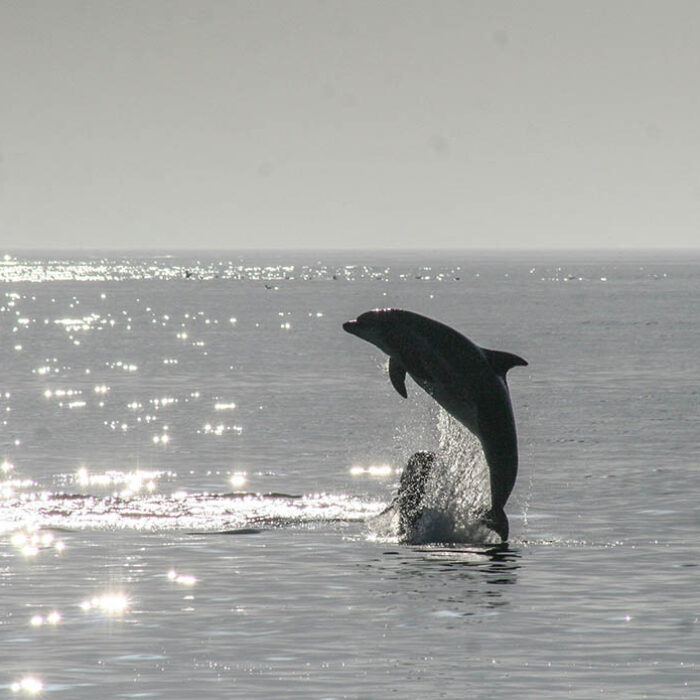 A Lovesick Dolphin Is Assaulting Beachgoers in Japan