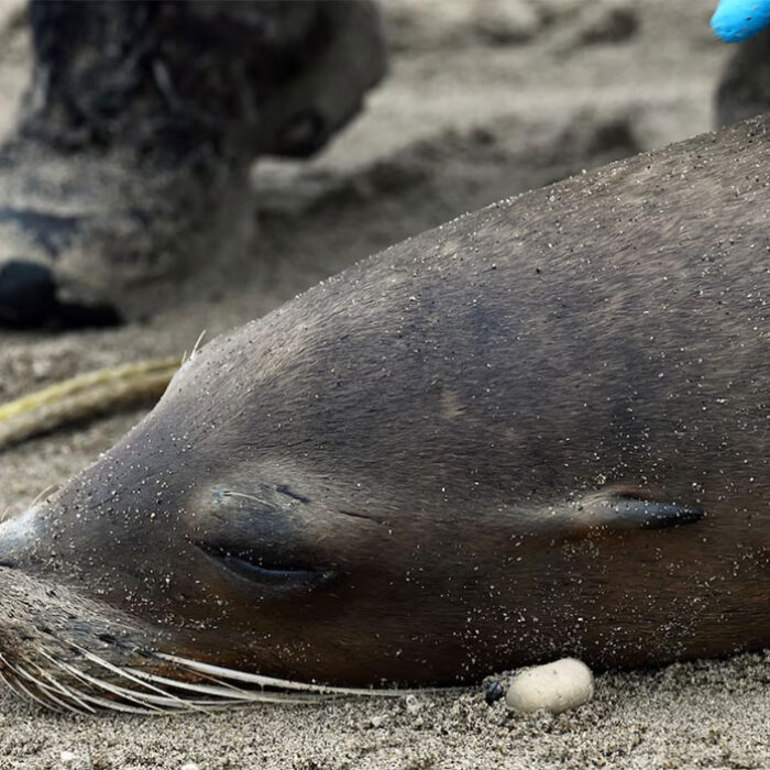Sea lions in California