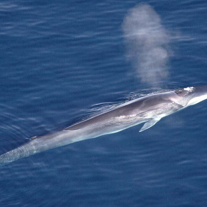 Fin whale in Japan