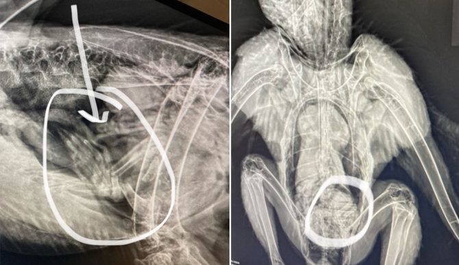 Bald eagle x-ray