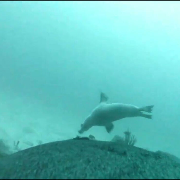 Sea lions