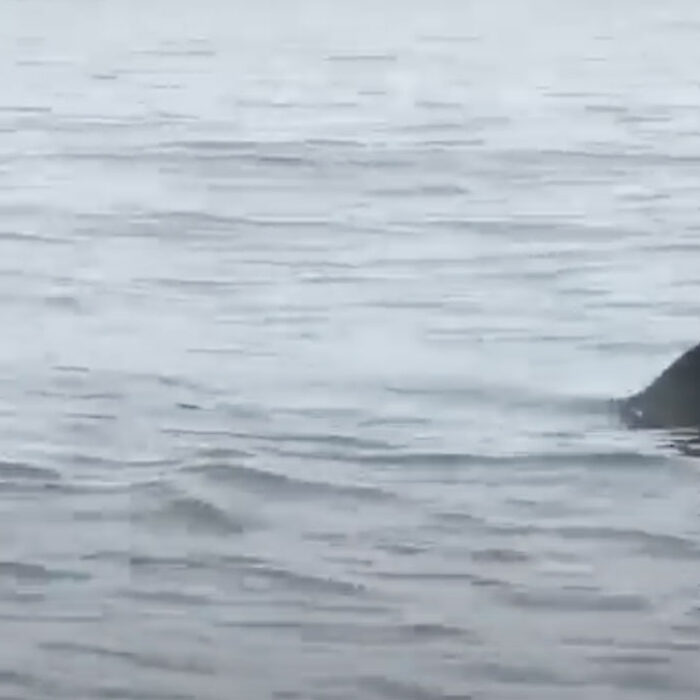 great white shark
