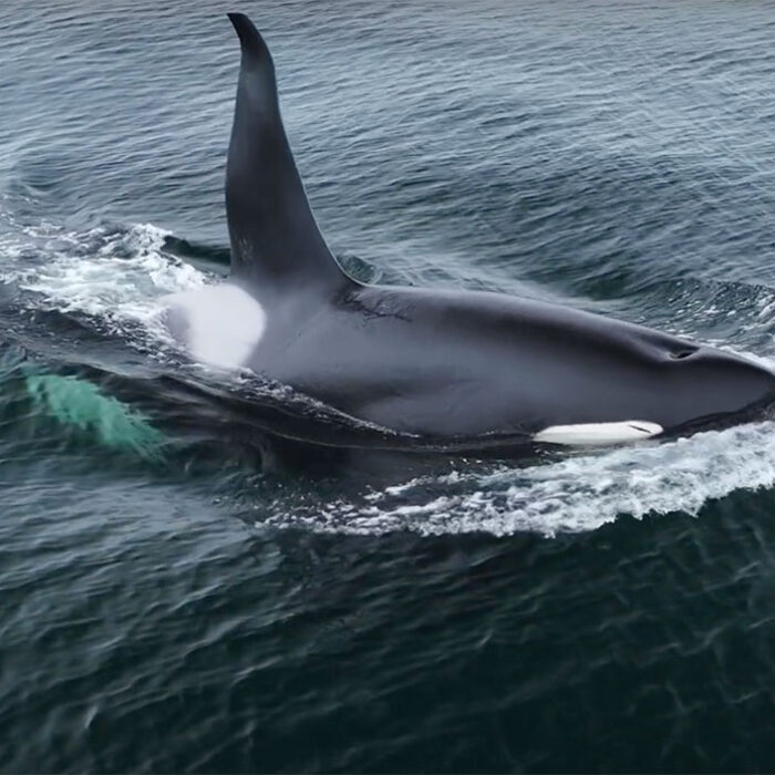 orca