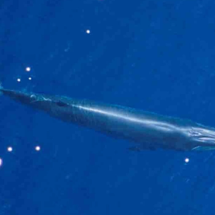Turn's out the mysterious sounds were coming from Bryde's whales (pictured) Photo: NOAA