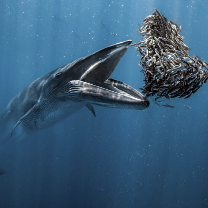 Photo: Rafael Fernandez Caballero // Oceanographic Magazine
