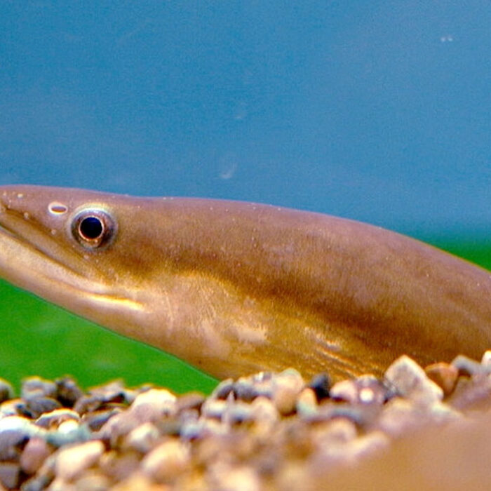 Japanese eels