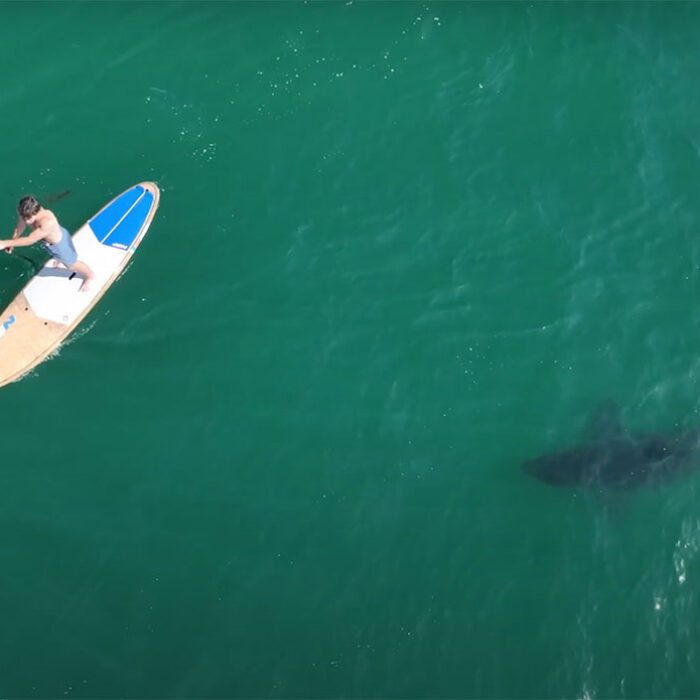 Great white shark close to paddle boarder