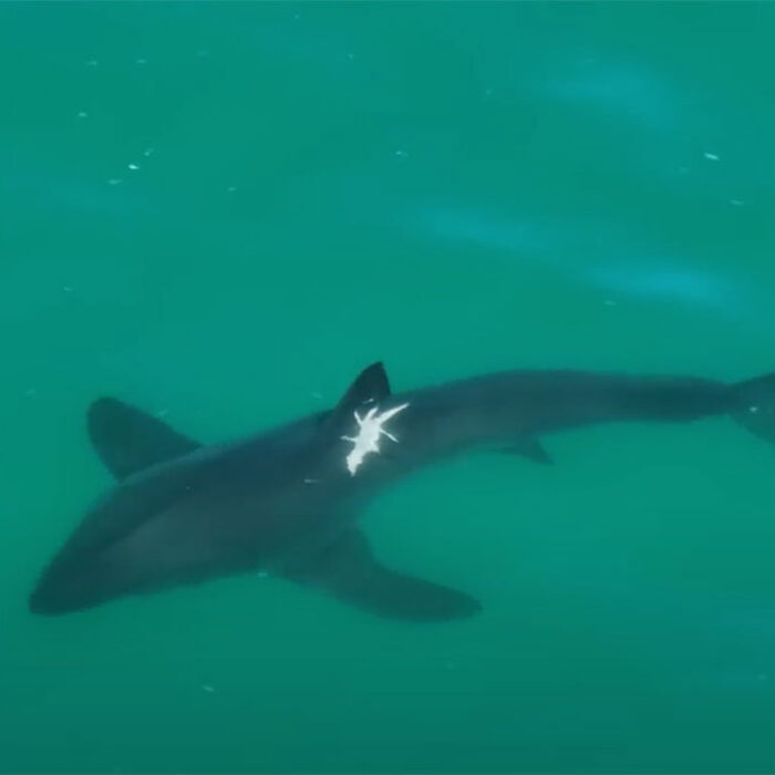 great whites sharks with injuries