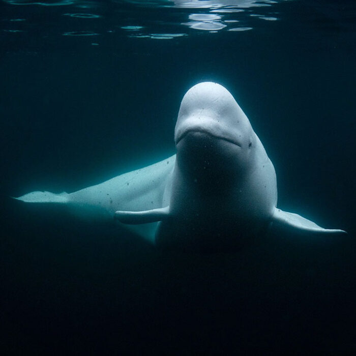 Hvaldimir the beluga whale