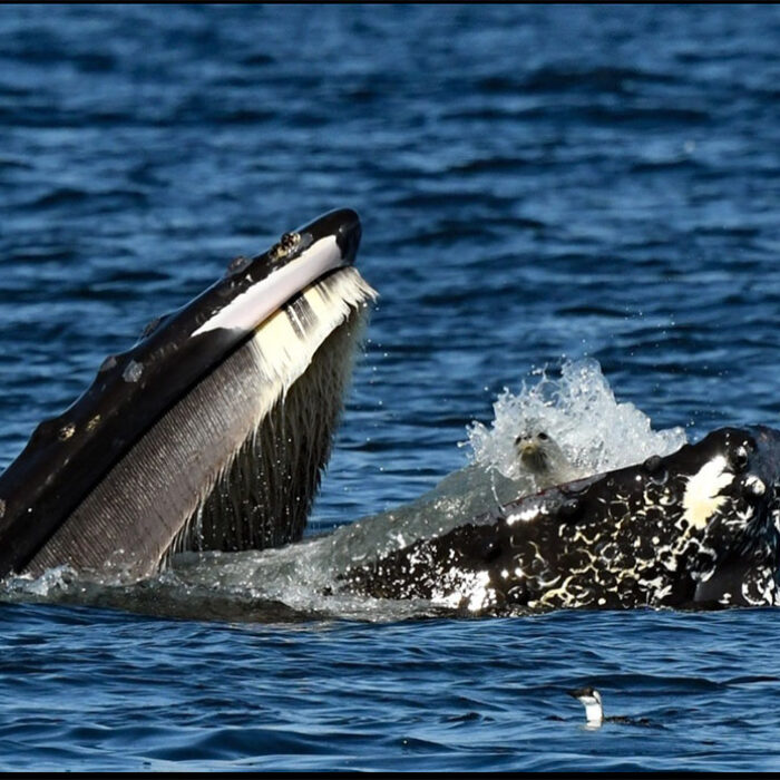 humpback whale with seal in mouth