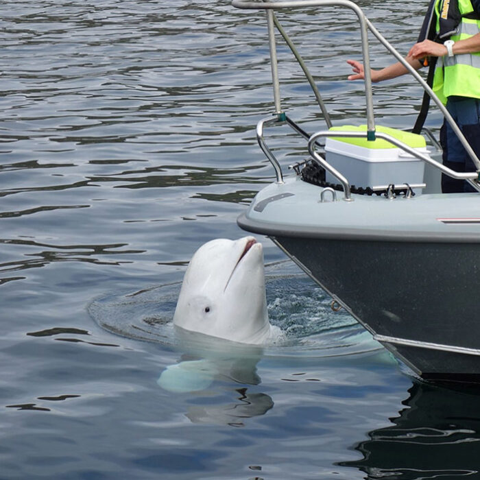 Hvaldimir the Russian spy beluga whale