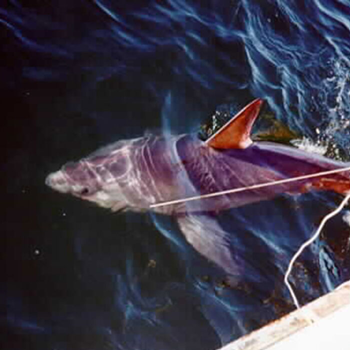 porbeagle shark