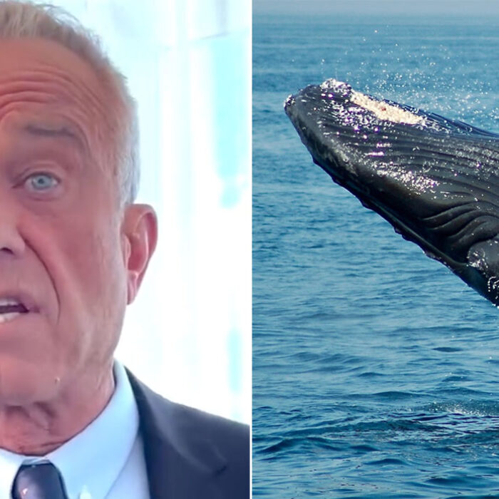 RFK Jr and a whale